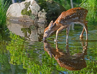 fawn.jpg