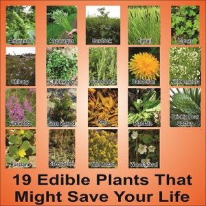 Edible-plants.jpg