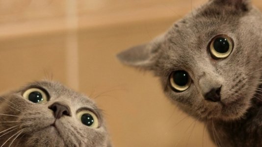 funny-cats-2-1280x720.jpg