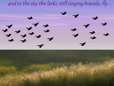larks. jpg.jpg