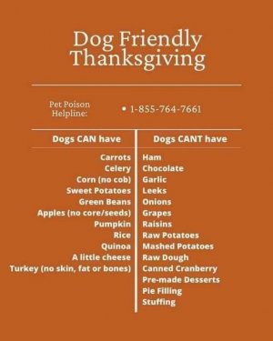 dogs111021.jpg