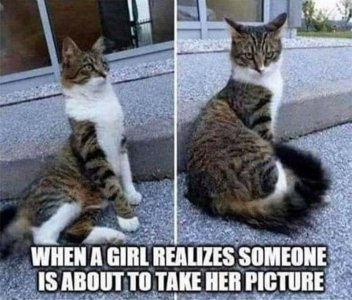 cattitude111121.jpg
