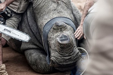 rhino.jpg