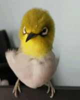 funny bird.gif