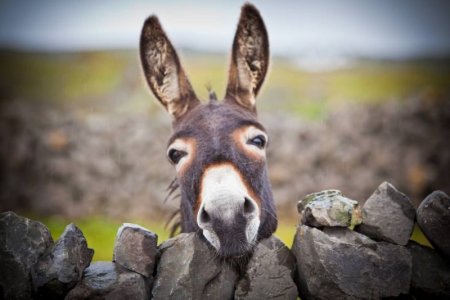 0Donkey.jpg