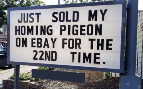 pigeons.jpg