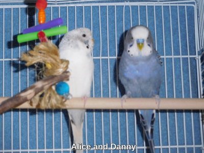alicedanny2.jpg alicedanny2.jpg