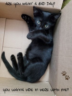 cattitude111421.jpg