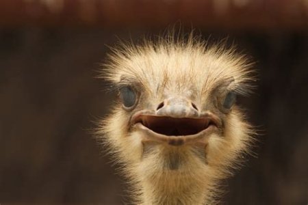 ostrich.com.jpeg