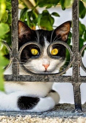 cat-pictures-taken-right-time-3.jpg