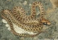 Image result for Pacific gopher snake