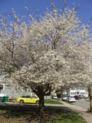 spring neighborhood 3.jpg