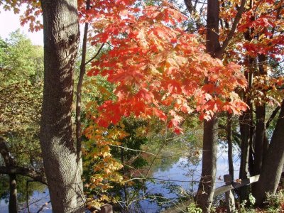 red tree 2.jpg