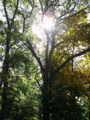 sunbeam through tree branches me arbor.jpg