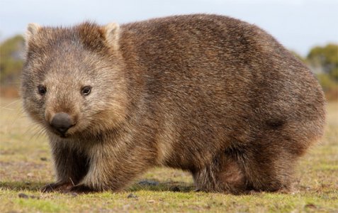 Wombat.jpg