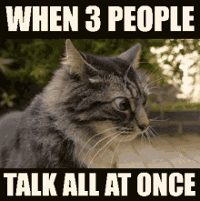 cat-when-three-people-talk-at-once.gif