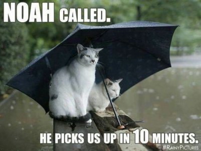 noah.jpg