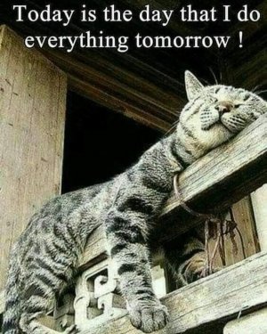 cattitude111721.jpg