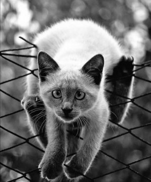 cat fence 4 sf.jpg