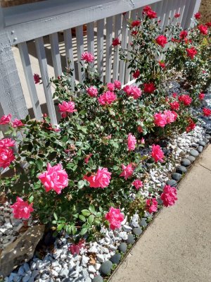 IMG_20211118_113248191_HDR.jpg IMG_20211118_113248191_HDR.jpg