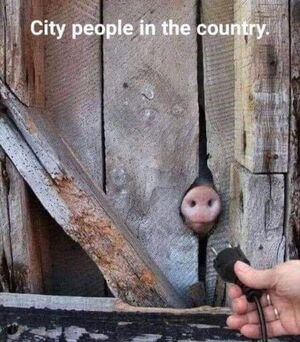 bacon outlet.jpeg