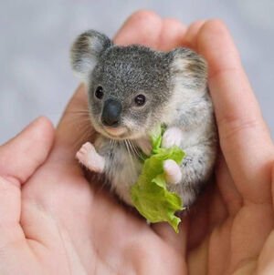 Tiny Koala.jpg