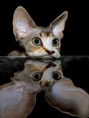 acid_picdump_104.jpg