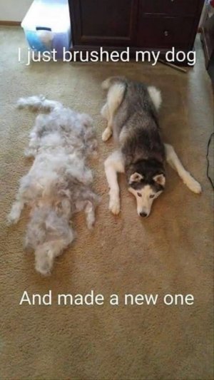 Husky-Meme-I-Just-Brushed-My.jpg