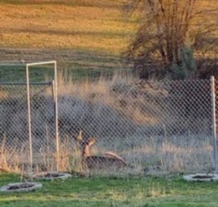 deer 3.jpg