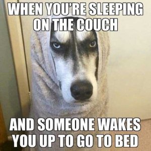 28-Funny-Animal-Memes-With-Captions-and-Funny-Pictures-24.jpg
