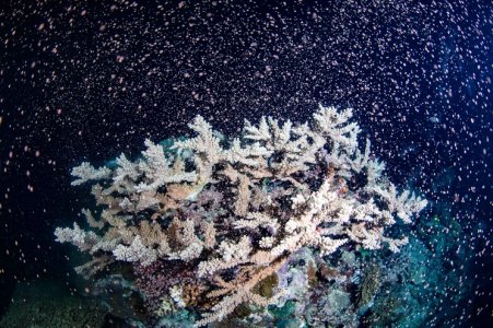 coral2.jpg