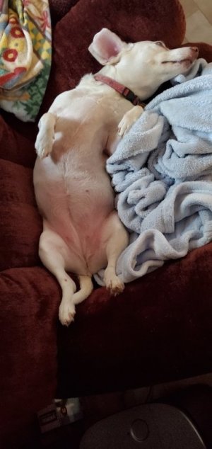 3-17-20 Rosie relaxing 1.jpg