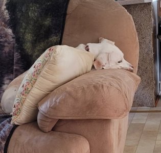 10-12-20 Rosie sleeping.jpg