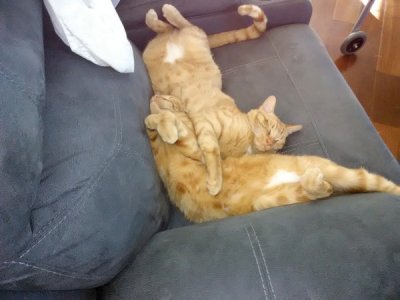 CATS1.jpg