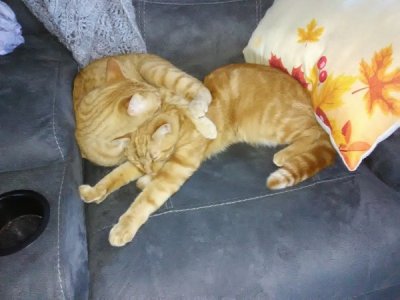 CATS2.jpg