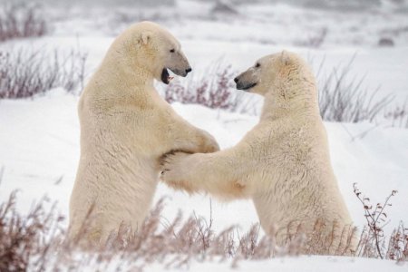 polar bears.jpg polar bears.jpg