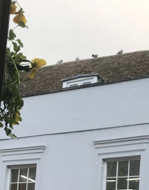 pigeons.jpg