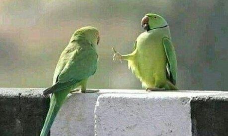 social-distancing-memes.jpg