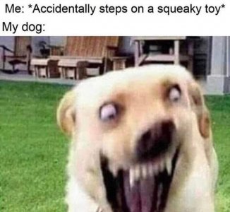 Dog-Meme-7.jpg