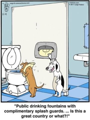 Dog drinking.jpg