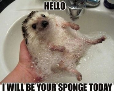 funny-animals-with-captions-5-cool-wallpaper.jpg