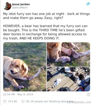 bearbribesdog LR.jpg