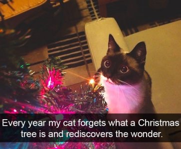 cat74_img_6049ff9d5ac32.jpg