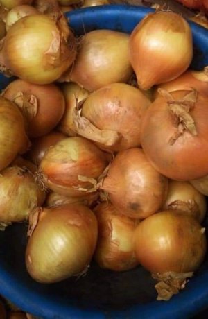 onion.jpg onion.jpg