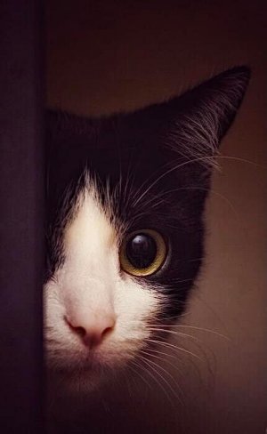 cat peek himor.jpg