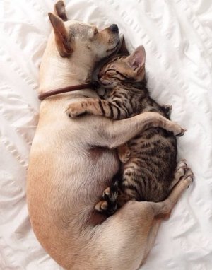 dog_striped-cat.jpg