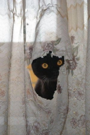 cat blk 4 sf.jpg cat blk 4 sf.jpg