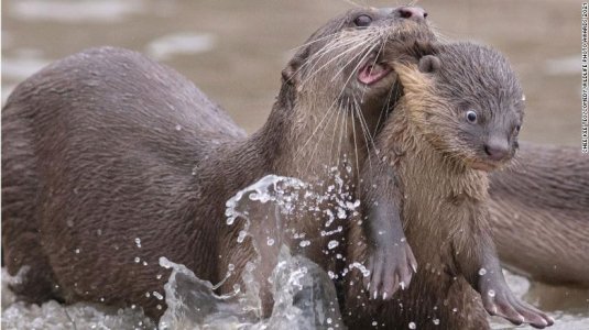 211123235938-duplicate-restricted-04-comedy-wildlife-photo-winners-2021-exlarge-169.jpg