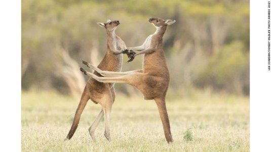 211117113037-restricted-12-comedy-wildlife-photo-winners-2021-exlarge-169.jpg