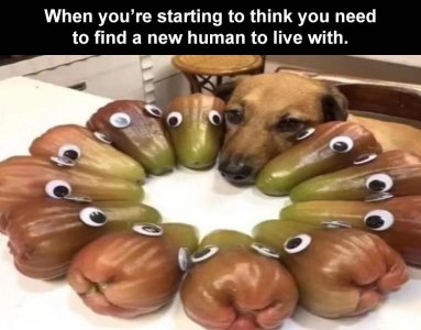 funny-animals-1.jpg
